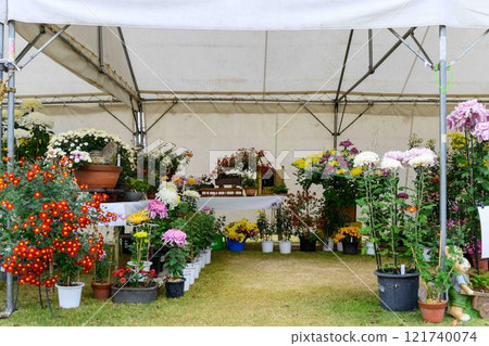 菊花秋季傳統「菊花人偶/菊花祭」 菊池市故鄉創建市民廣場 菊花秋季傳統「菊花人偶/菊花祭」 菊池市故鄉創建市民廣場 121740074