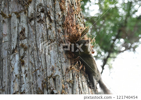 A Hokkaido squirrel violently peeling off the bark of a cedar tree A Hokkaido squirrel violently peeling off the bark of a cedar tree 121740454