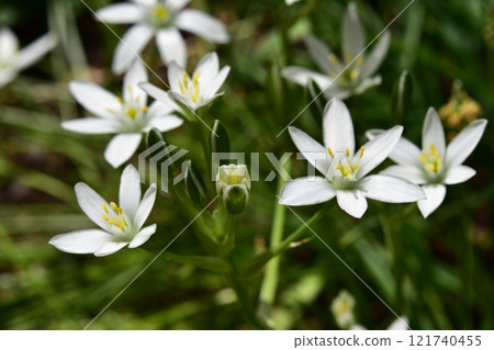 Ornithogalum starting to bloom 121740455