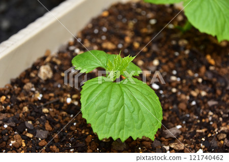 Germination of bitter gourd Germination of bitter gourd 121740462