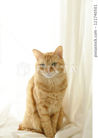 貓親子日常風景 121740501