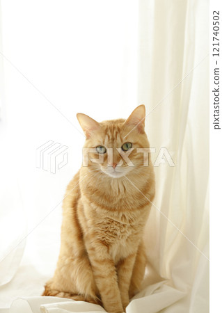 Daily scenery of cat parent and child Daily scenery of cat parent and child 121740502