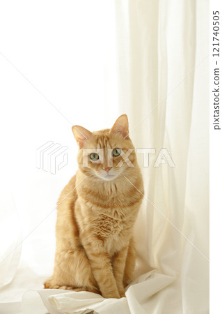 貓親子日常風景 121740505