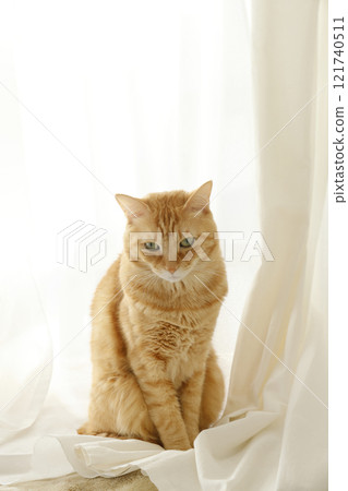 Daily scenery of cat parent and child 121740511