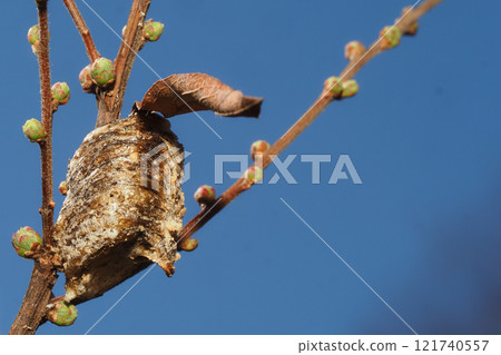 Praying mantis eggs laid on a willow tree 121740557