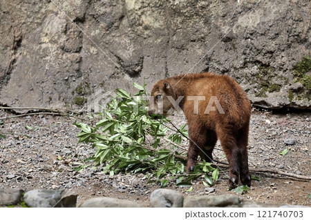 Baby Takin eating leaves Baby Takin eating leaves 121740703