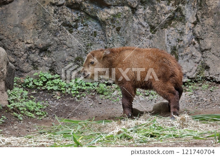 塔金小孩尿尿 121740704