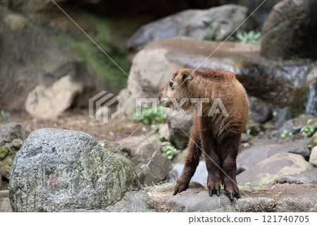 塔金小子回頭看 121740705