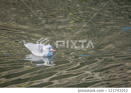 A black-headed gull floating in the moat of Osaka Castle 121741052