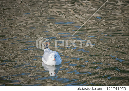A black-headed gull floating in the moat of Osaka Castle A black-headed gull floating in the moat of Osaka Castle 121741053
