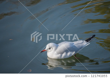 大阪城護城河中漂浮的黑頭鷗 大阪城護城河中漂浮的黑頭鷗 121741055