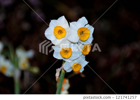 White flowers of daffodils blooming in the spring field 121741257