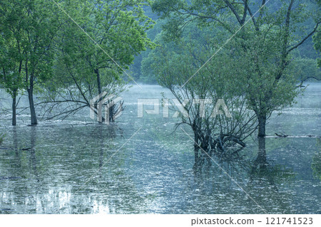 Fresh greenery in the Muro Submerged Forest 121741523