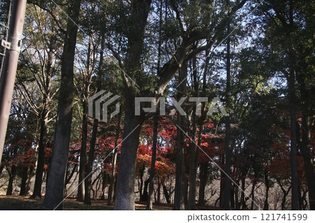 I walked in Kinuta Park I walked in Kinuta Park 121741599