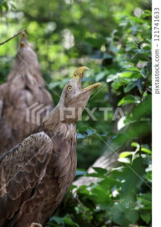 A white-tailed eagle roaring upwards A white-tailed eagle roaring upwards 121741633