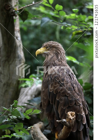 A white-tailed eagle lying sideways on a tree 121741635