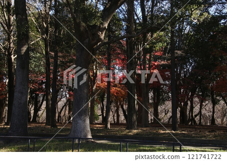 I walked in Kinuta Park I walked in Kinuta Park 121741722