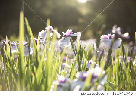 城北公園的菖蒲花園 121741749