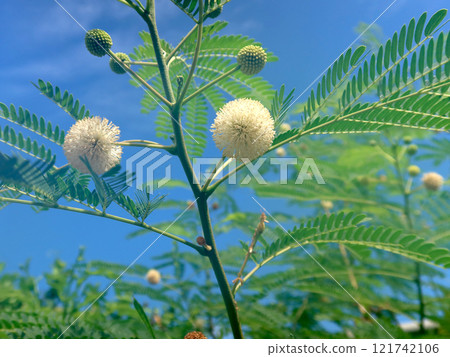 藍天和銀杏花（沖繩宮古島） 121742106
