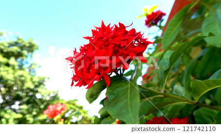 Santanka in full bloom (Miyakojima, Okinawa) Santanka in full bloom (Miyakojima, Okinawa) 121742110