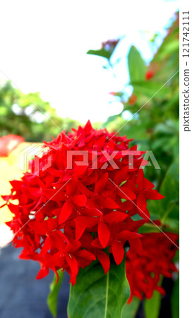 Santanka in full bloom (Miyakojima, Okinawa) Santanka in full bloom (Miyakojima, Okinawa) 121742111