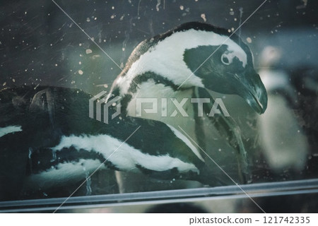 Penguins at night 121742335