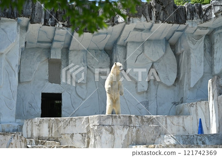 Polar bear Polar bear 121742369