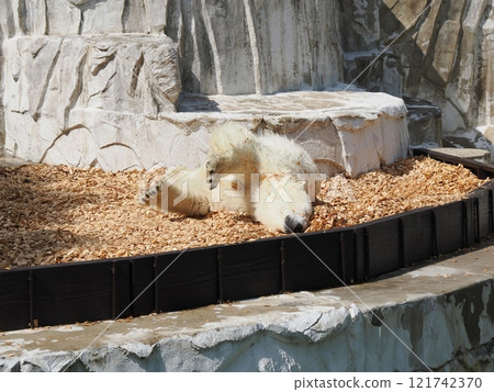 Polar bear Polar bear 121742370