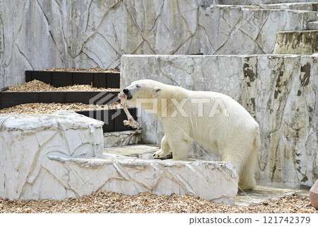 Polar bear Polar bear 121742379