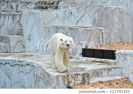 Polar bear Polar bear 121742383
