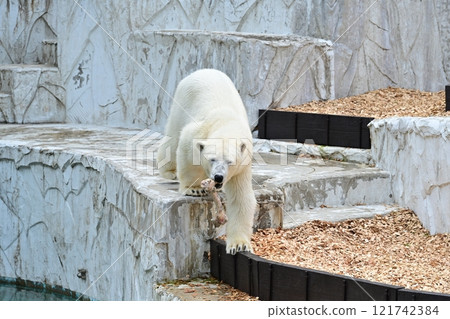 Polar bear Polar bear 121742384