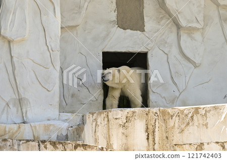 Polar bear Polar bear 121742403