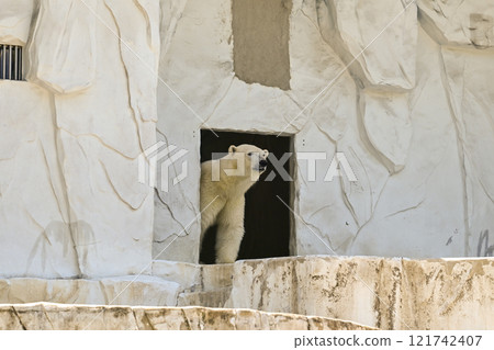 Polar bear Polar bear 121742407