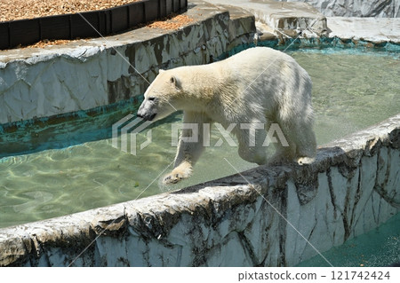 Polar bear 121742424