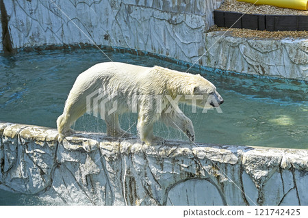 Polar bear 121742425