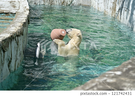 Polar bear Polar bear 121742431