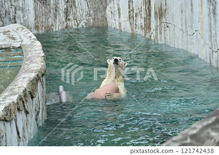 北極熊 北極熊 121742438