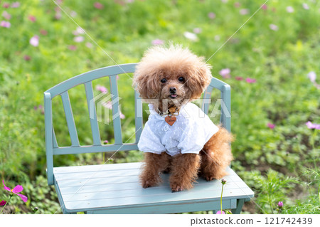 宇宙場與玩具貴賓犬 121742439