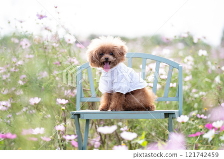 Cosmos field and toy poodle 121742459
