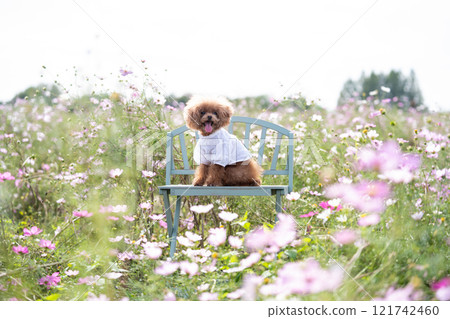 Cosmos field and toy poodle 121742460