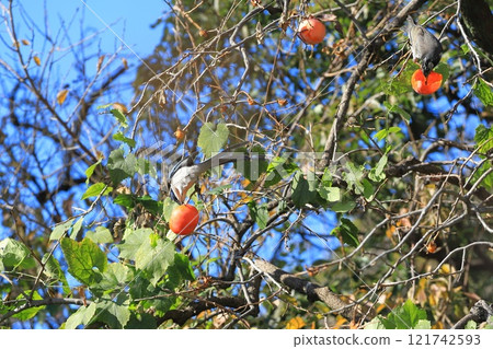 長尾山雀和椋鳥來吃柿子果 121742593