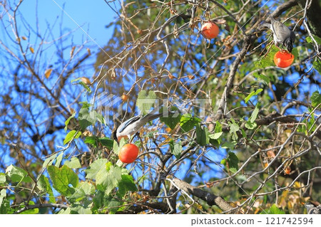 Blue-and-white flycatchers and starlings come to eat persimmons Blue-and-white flycatchers and starlings come to eat persimmons 121742594