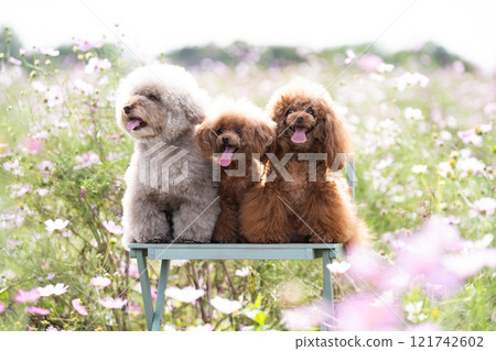 Cosmos field and three toy poodles Cosmos field and three toy poodles 121742602