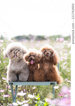 宇宙場與三隻玩具貴賓犬 宇宙場與三隻玩具貴賓犬 121742603