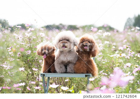 宇宙場與三隻玩具貴賓犬 121742604