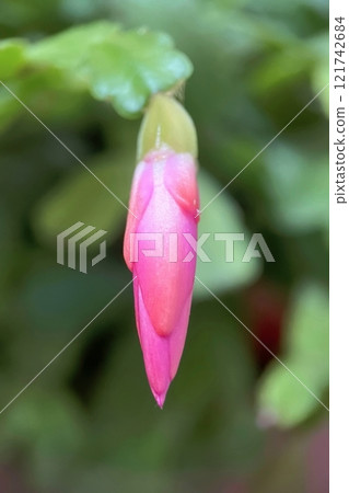Close-up of a Blooming Christmas Cactus Flower.A detailed macro shot of a vibrant pink Christmas cactus flower in full bloom, showcasing its delicate petals  121742684