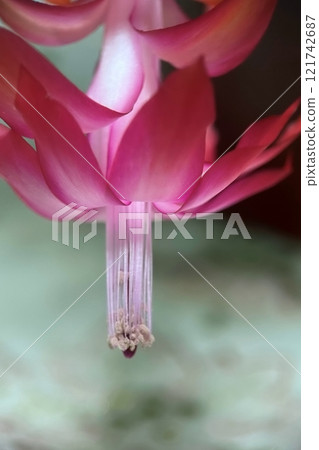 Close-up of a Blooming Christmas Cactus Flower.A detailed macro shot of a vibrant pink Christmas cactus flower in full bloom, showcasing its delicate petals  121742687