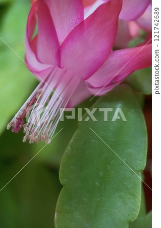 Close-up of a Blooming Christmas Cactus Flower.A detailed macro shot of a vibrant pink Christmas cactus flower in full bloom, showcasing its delicate petals  121742689