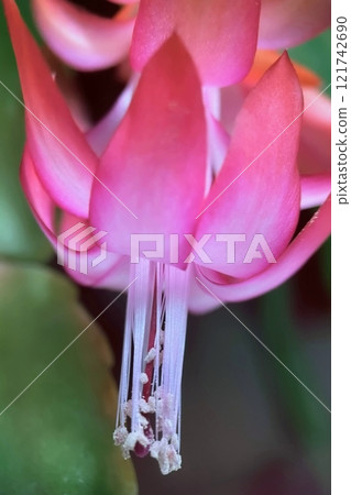 Close-up of a Blooming Christmas Cactus Flower.A detailed macro shot of a vibrant pink Christmas cactus flower in full bloom, showcasing its delicate petals  121742690