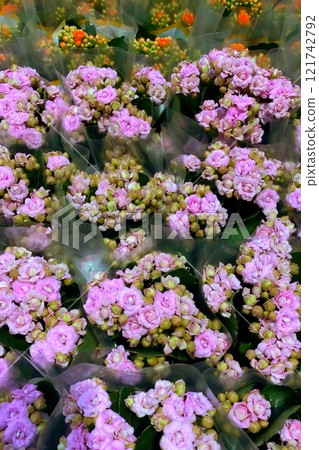 Kalanchoe Blossoms in Plastic Wraps.A close-up view of multiple Kalanchoe plants with blossoms and green buds, wrapped in plastic, ready for sale. Kalanchoe Blossoms in Plastic Wraps.A close-up view of multiple Kalanchoe plants with blossoms and green buds, wrapped in plastic, ready for sale. 121742792